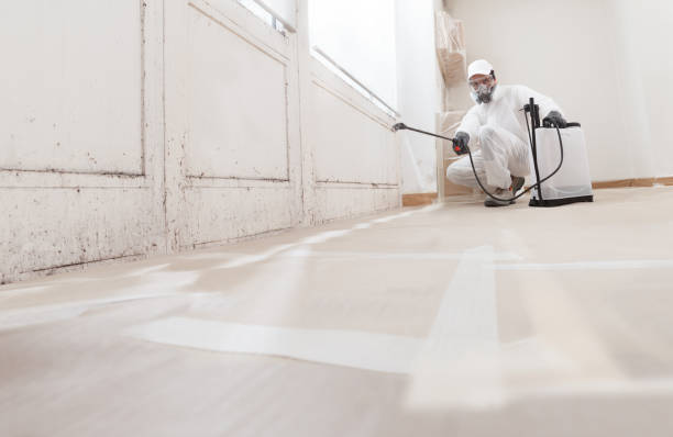 Black mold remediation team in Weston